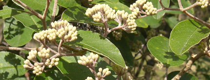 Kumarahou Leaves and Buds