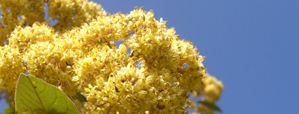 Kumarahou Flowers