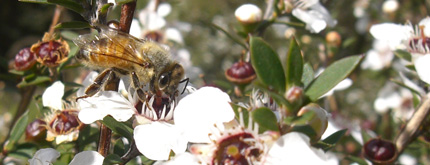 Honey Bee collecting pollen on Manuka